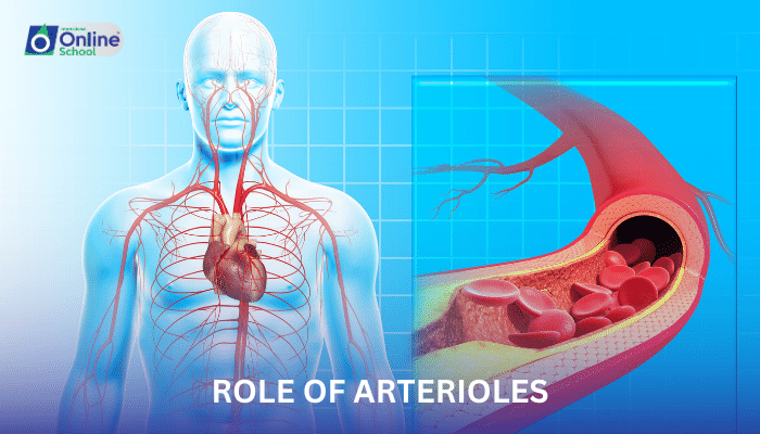 Lesson 08: Role of Arterioles